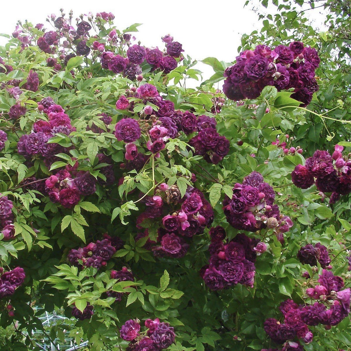 Блю Маджента в Воронеже