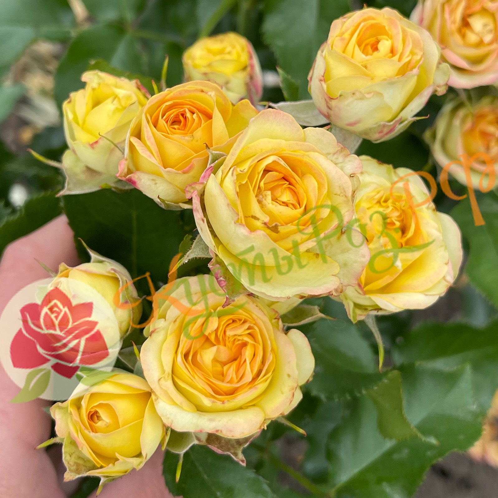 Свит Келли (Sweet Kelly) в Воронеже