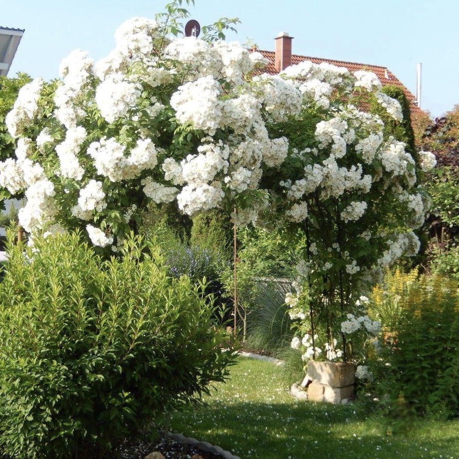 Бобби Джеймс в Воронеже