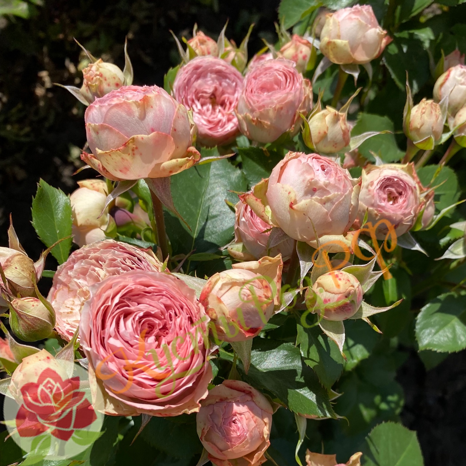 Нюд Лейс (Nude Lace) в Воронеже