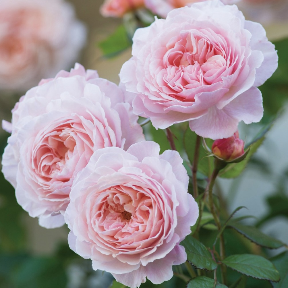 Э Шропшир Лэд  (A Shropshire Lad) в Воронеже