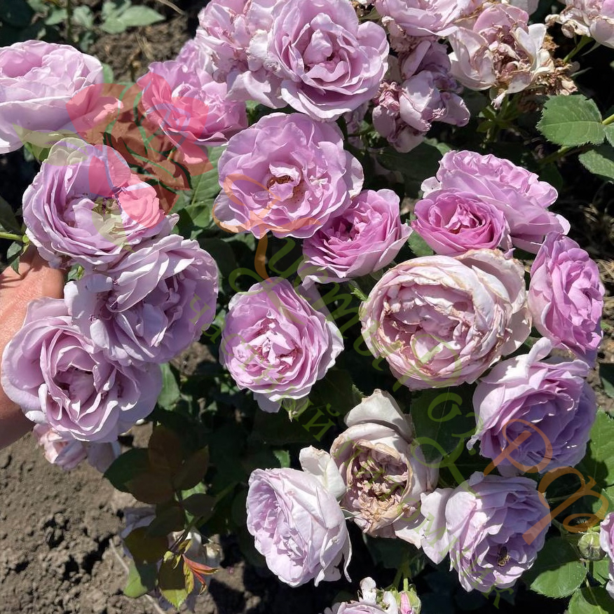 Голубой Шторм (Blue Storm) в Воронеже