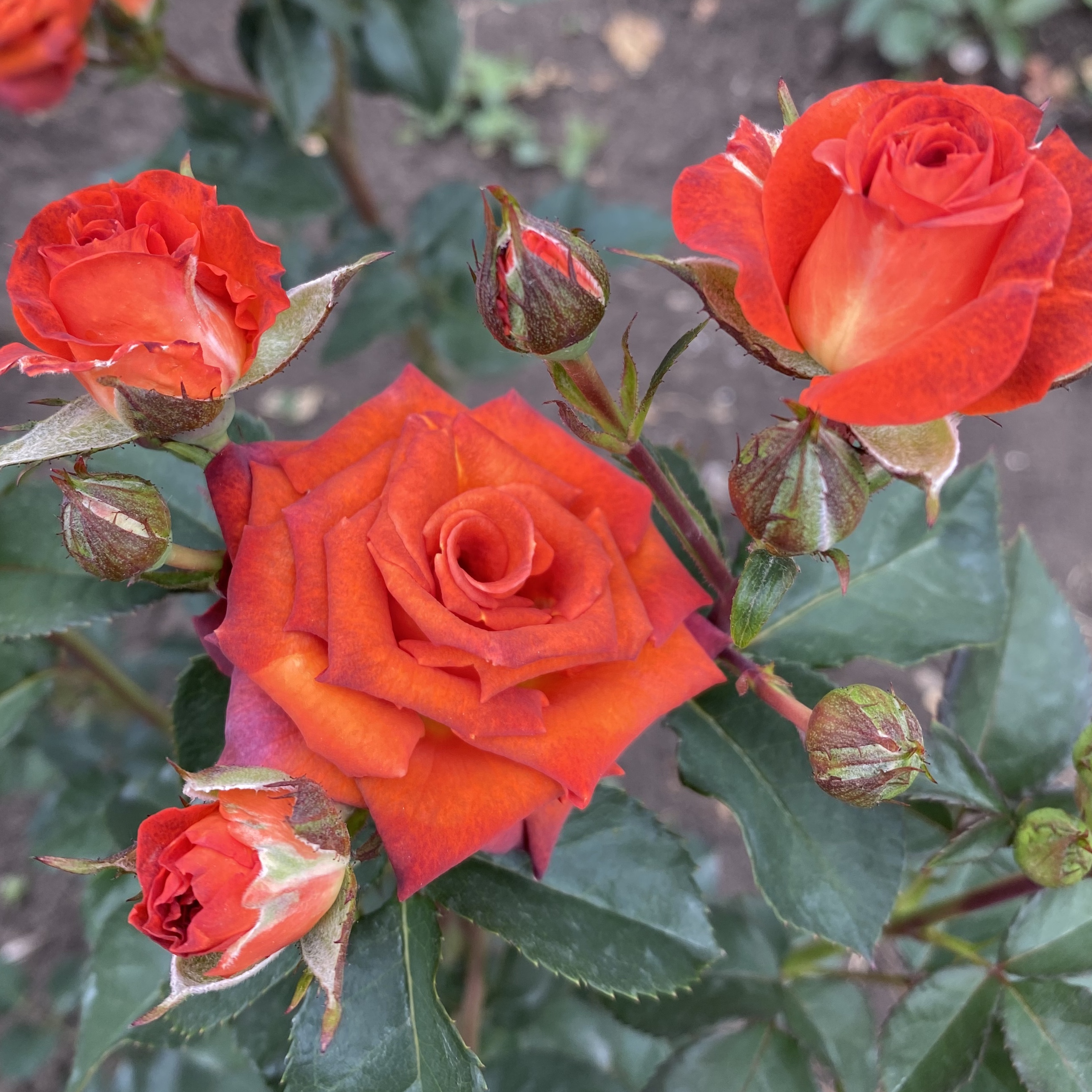 Чокочино (Chococcino) в Воронеже