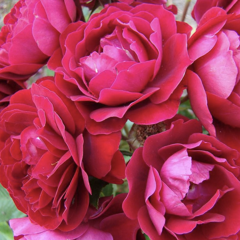 Ред Абунданс (Red Abundance) в Воронеже
