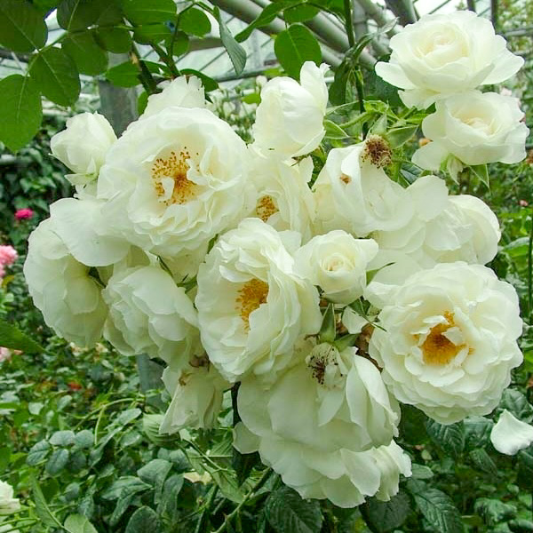 Вайсе Вольке в Воронеже