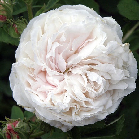 Бланш Флёр в Воронеже