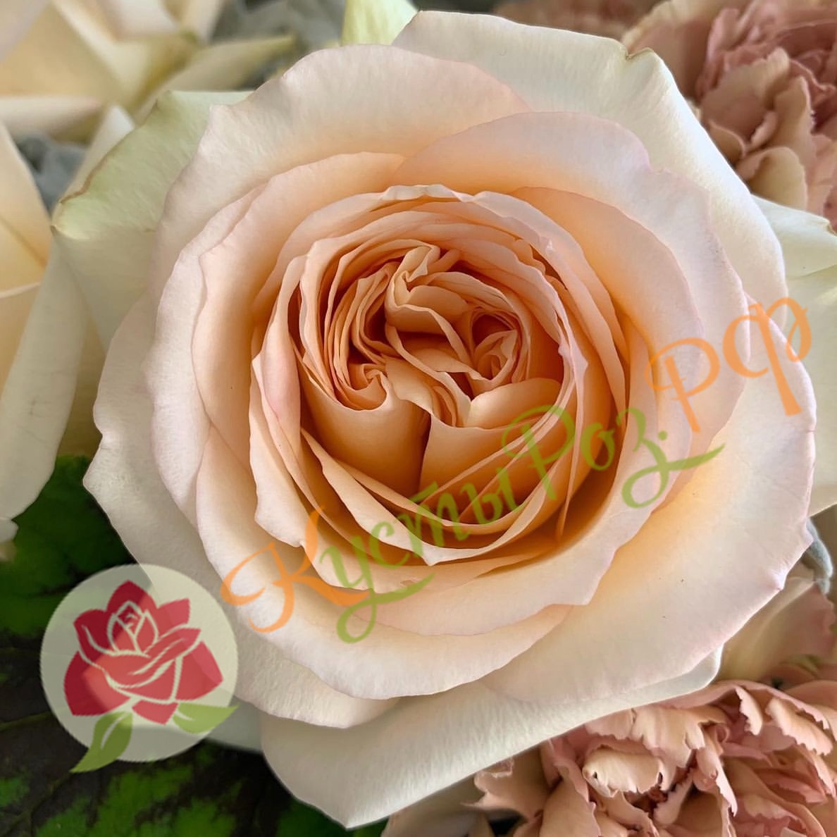 Принцесса Майя (Princess Maya) в Воронеже