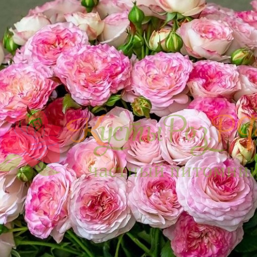 Свит Старс (Sweet Stars) в Воронеже