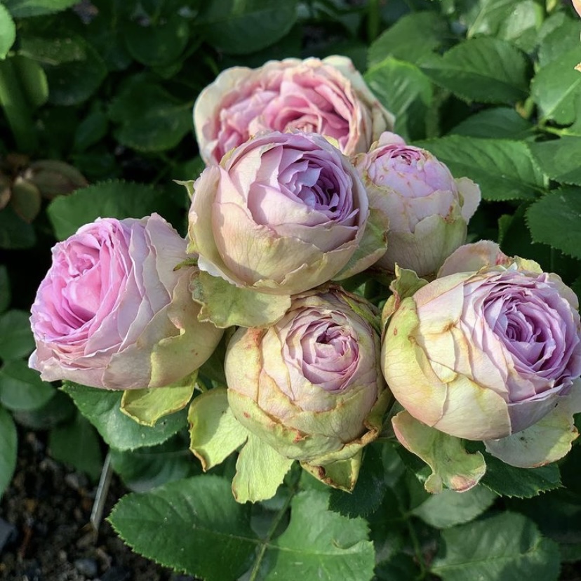 Лавендер Лэйс в Воронеже