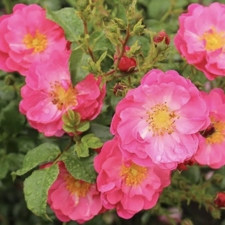 Хотлайн в Воронеже