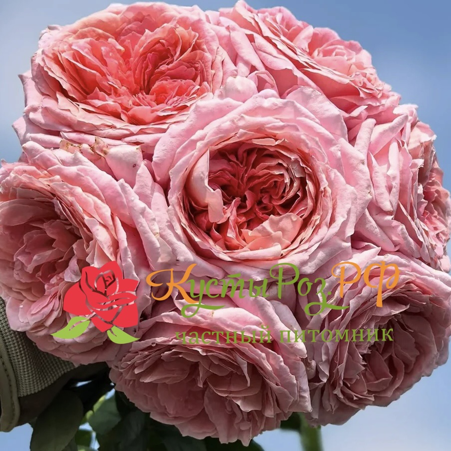 Анна-Софи Пик (Anne-Sophie Pic) в Воронеже