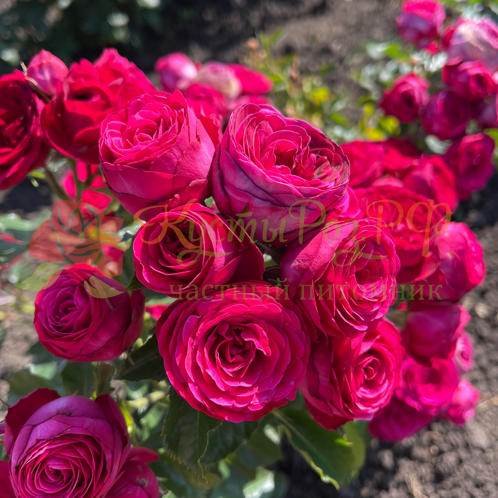 Руби Бижу  (Ruby Bijoux) в Воронеже