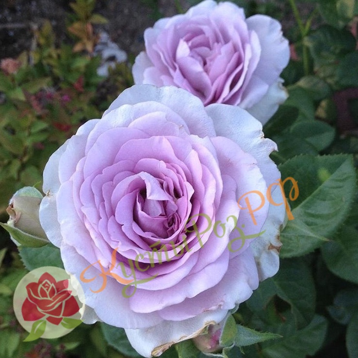 Блю Вог (Blue Vague) в Воронеже