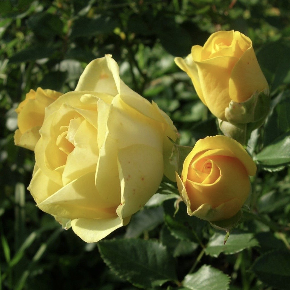 Золотые купола в Воронеже