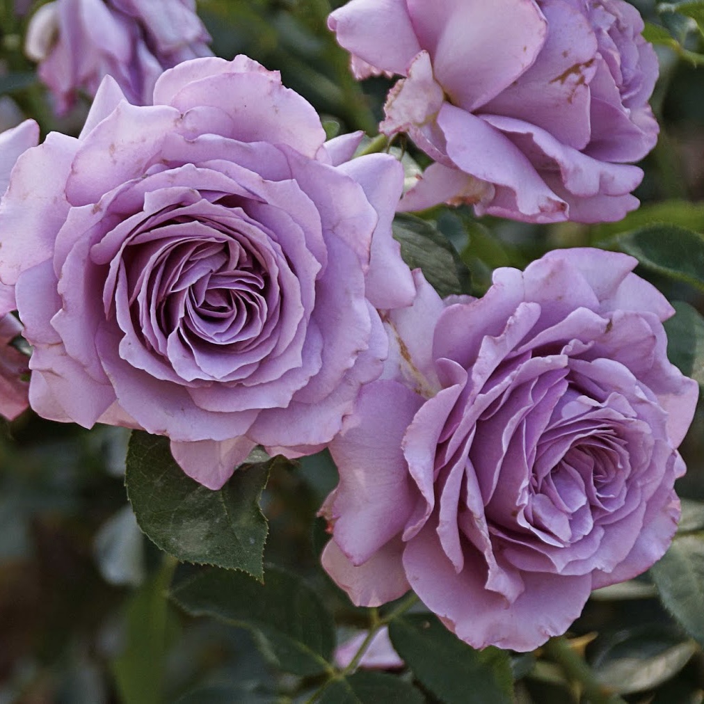 Лав Сонг в Воронеже