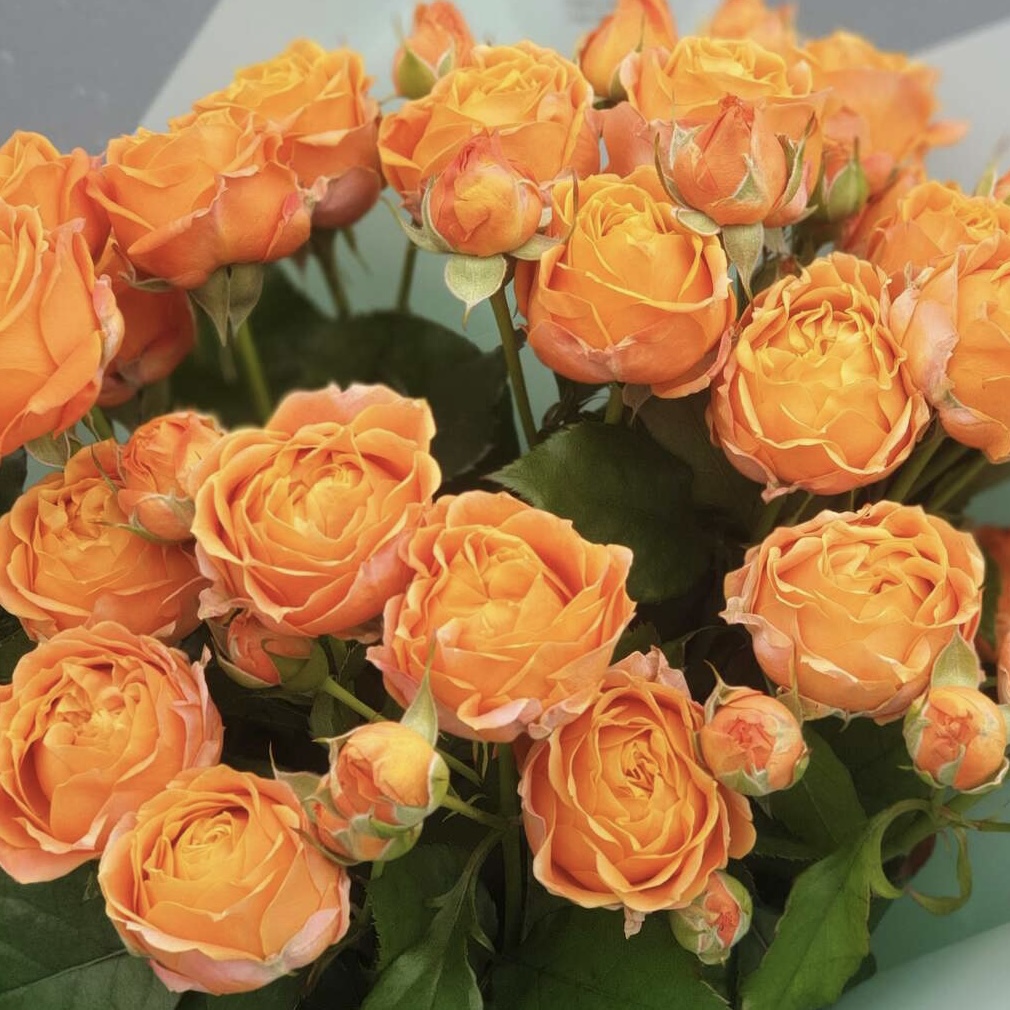 Коралл Бабблз  (Coral Bubbles) в Воронеже