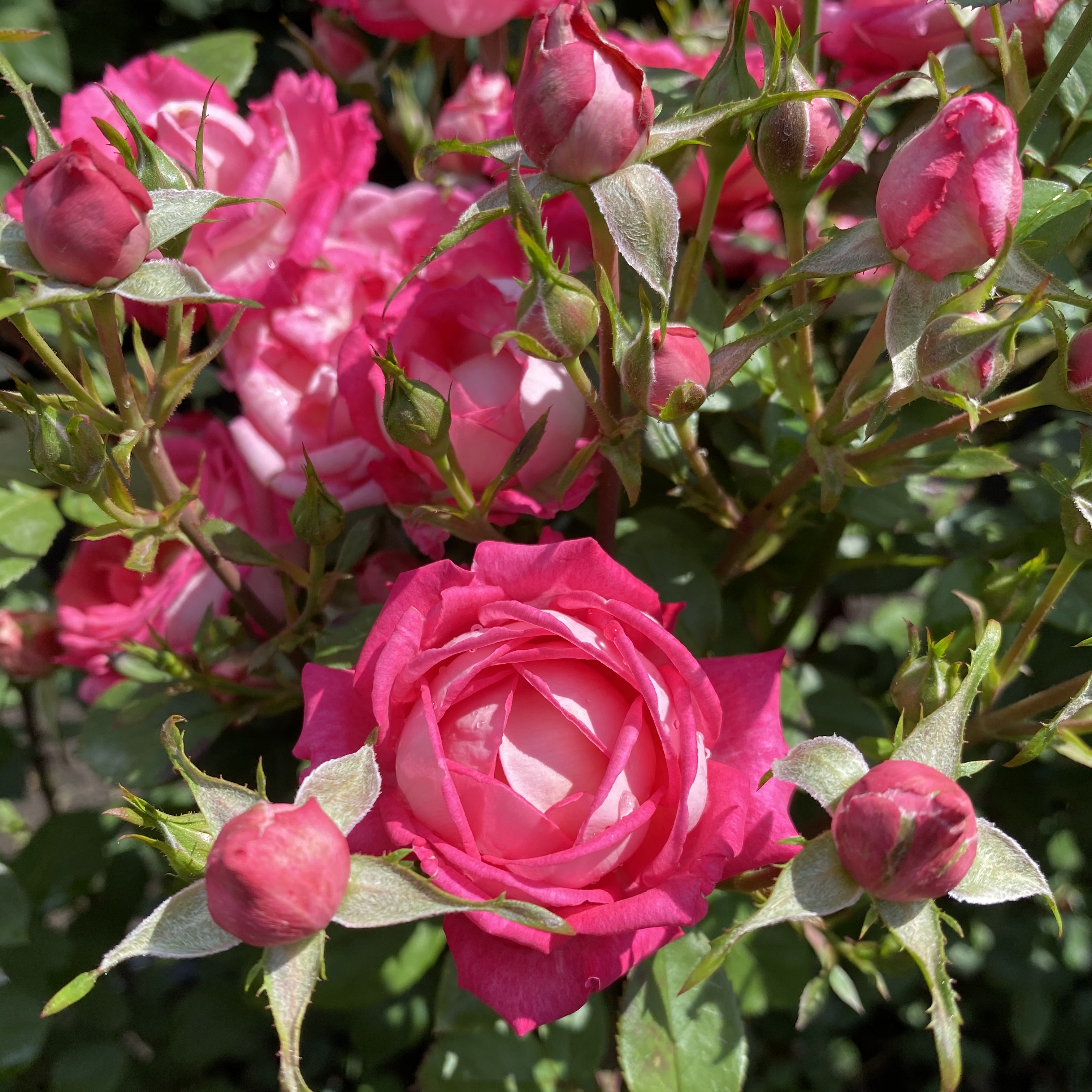 Конфетти (konfetti) в Воронеже