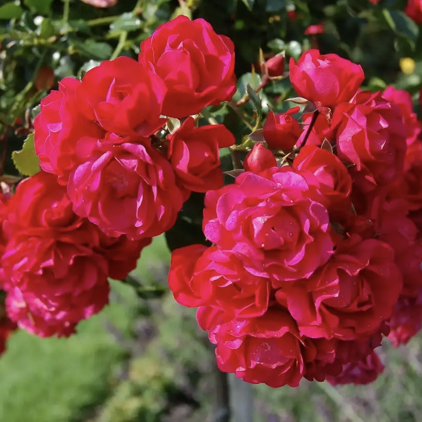 Тоскана в Воронеже