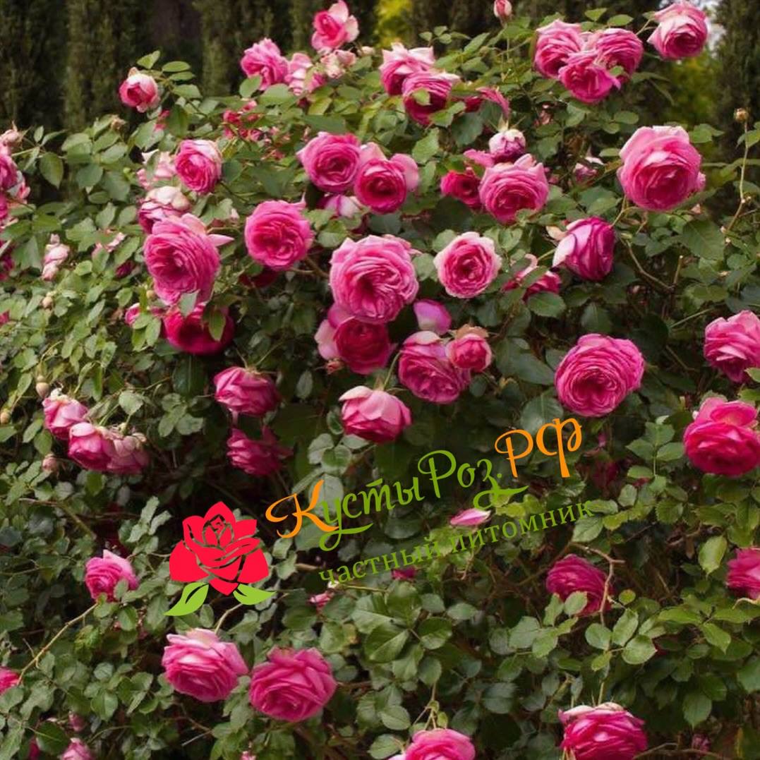 Цикламен Пьер де Ронсар (Cyclamen Pierre de Ronsard) в Воронеже