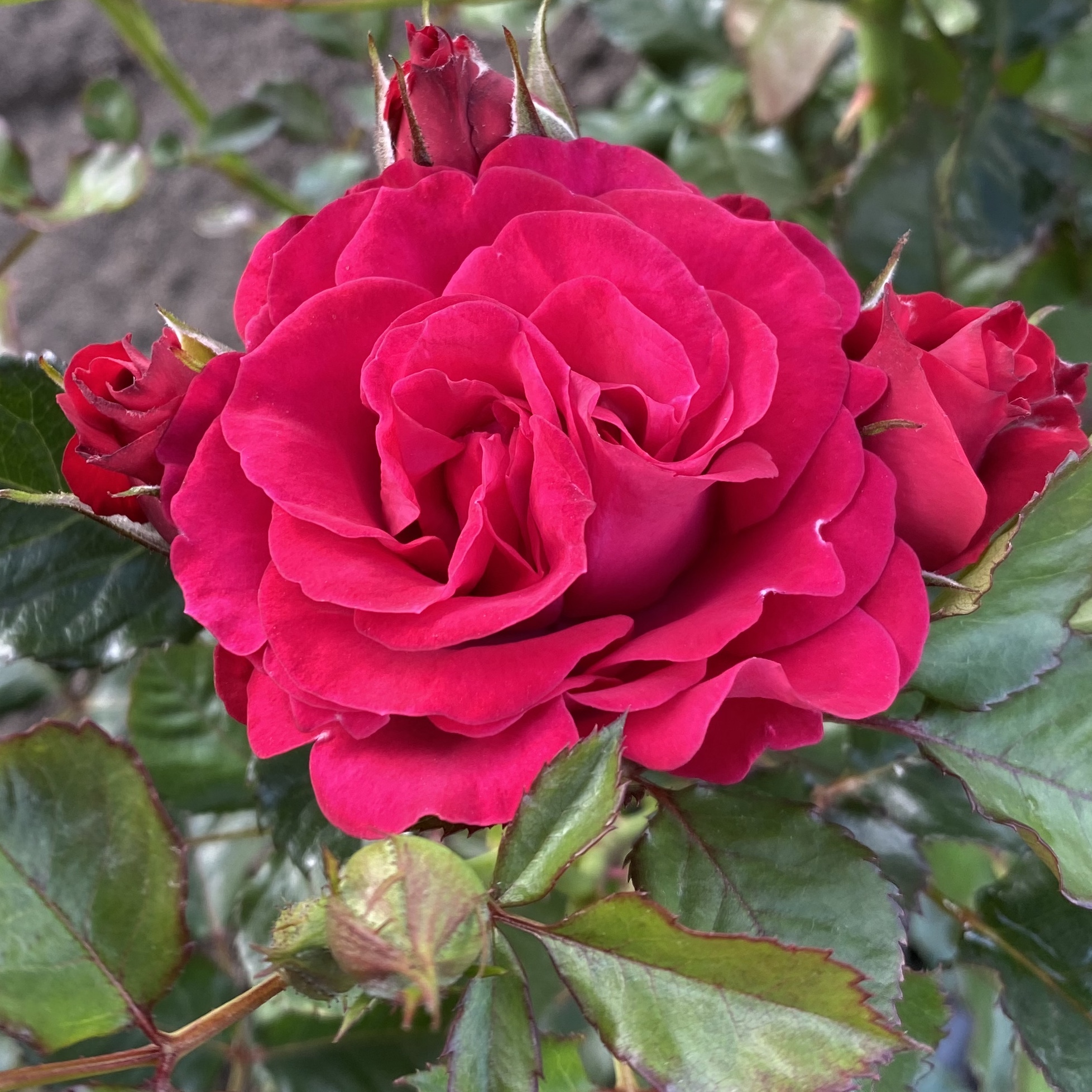 Перла де Альканада (Perla de Alcanada) в Воронеже