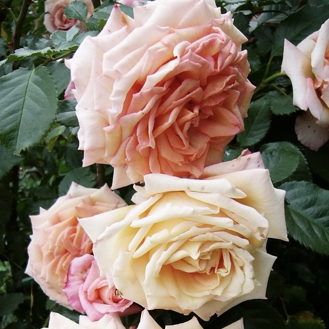 Барок в Воронеже