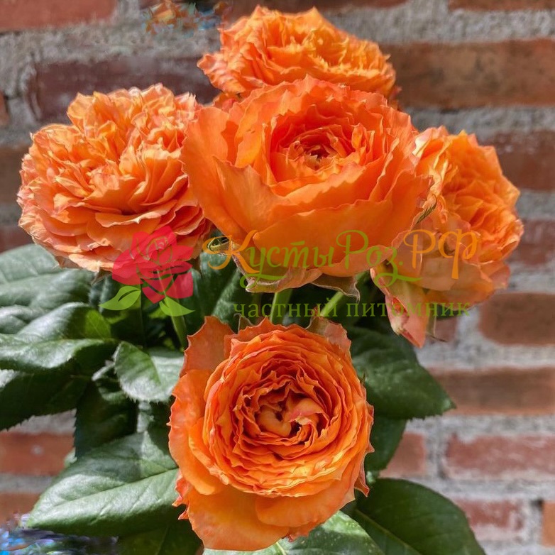 Оранж Романтика (Orange Romantica) в Воронеже
