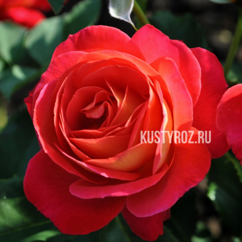 Мидсаммер ( Midsummer) в Воронеже