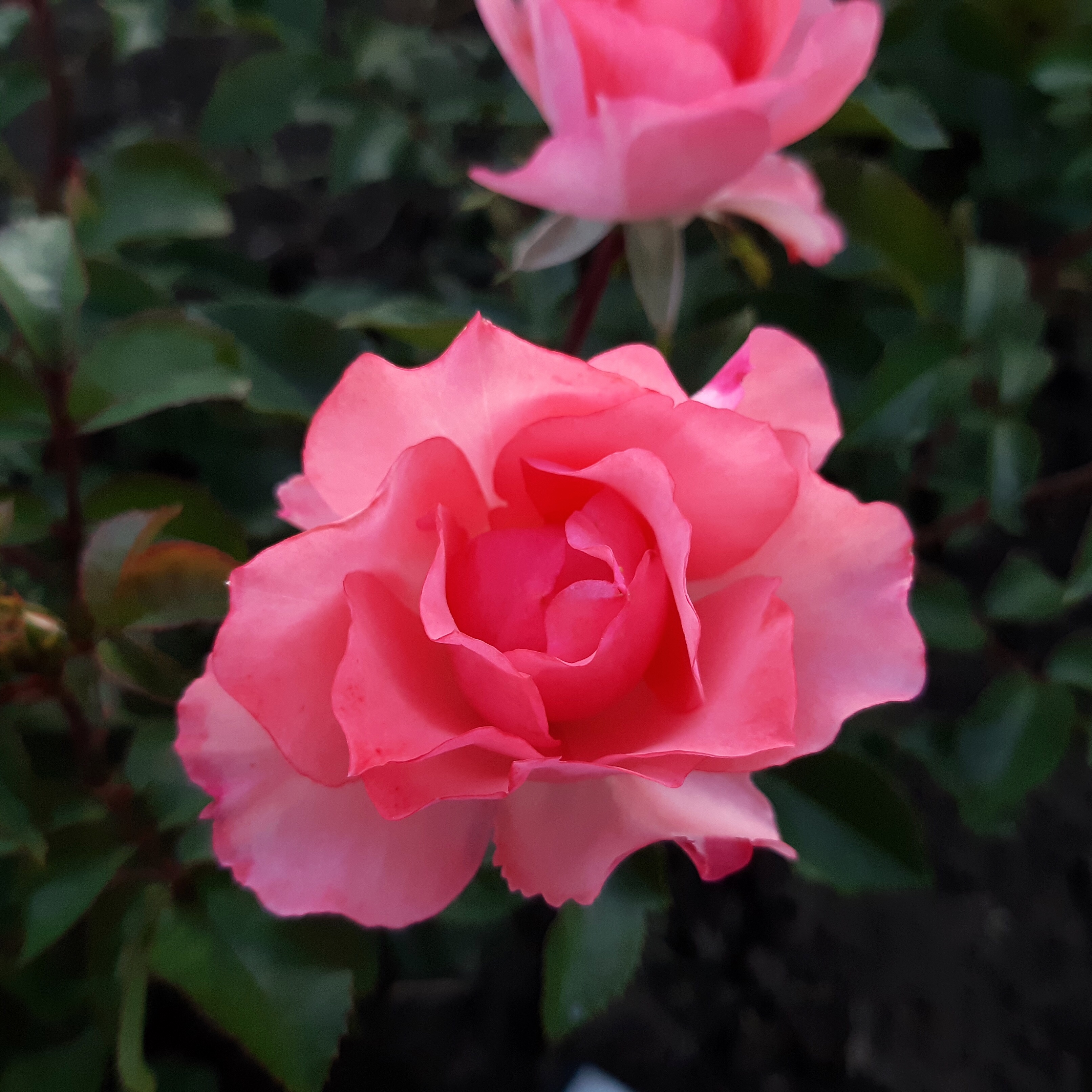 Сады Франции  (Jardins de France) в Воронеже