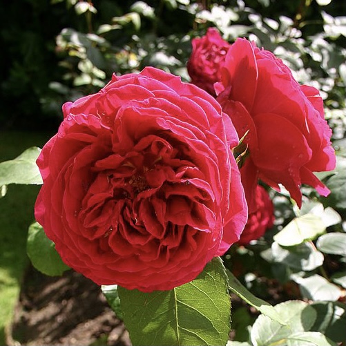 Хитклифф в Воронеже