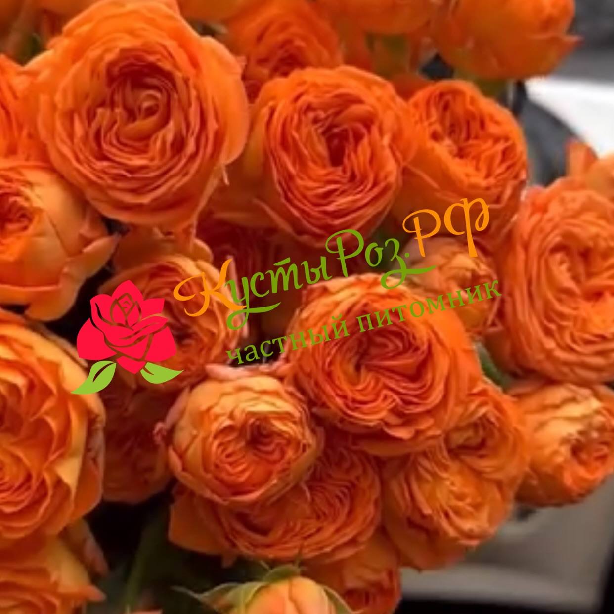 Оранж Трандсеттер (Orange Trendsetter) в Воронеже