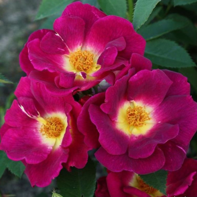 Вег дер Зинне в Воронеже