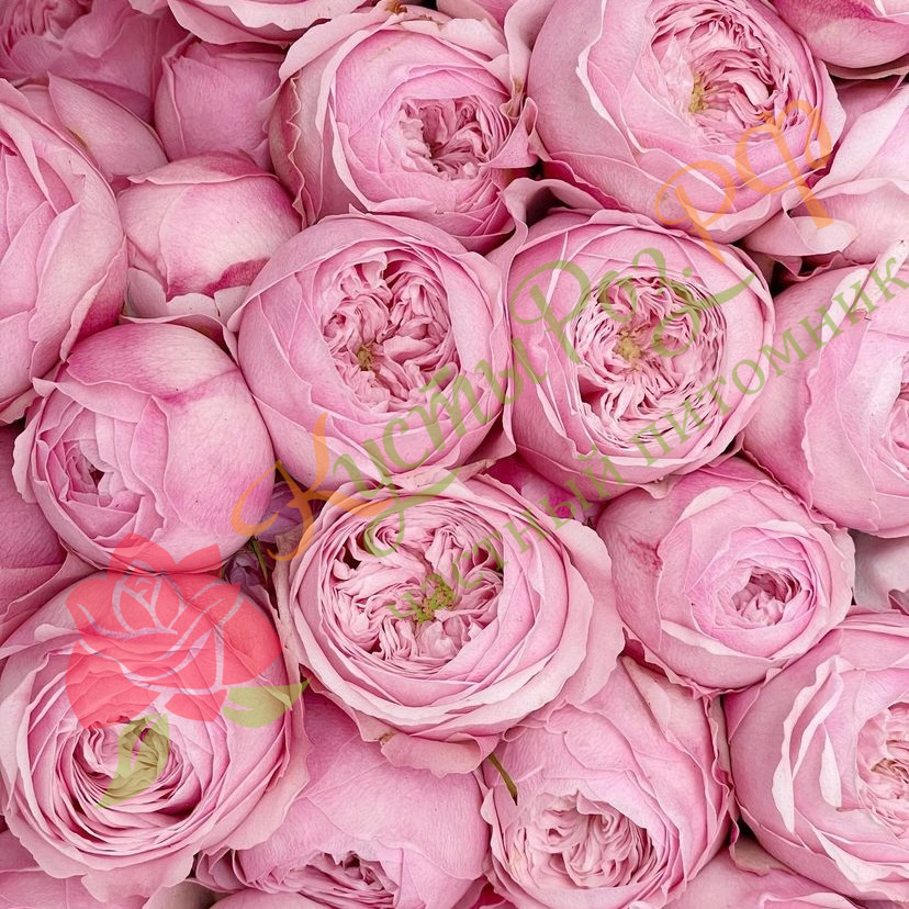 Мэнсфилд Пинк Парк (Mansfield Pink Park) в Воронеже