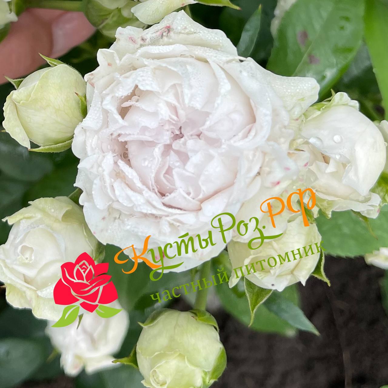 Сильвер Бабблз (Silver Bubbles) в Воронеже