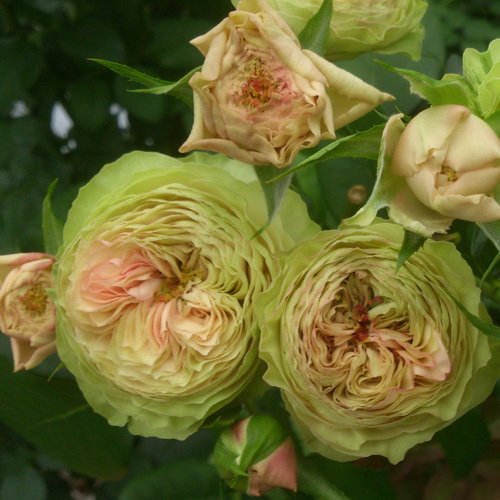 Картун в Воронеже