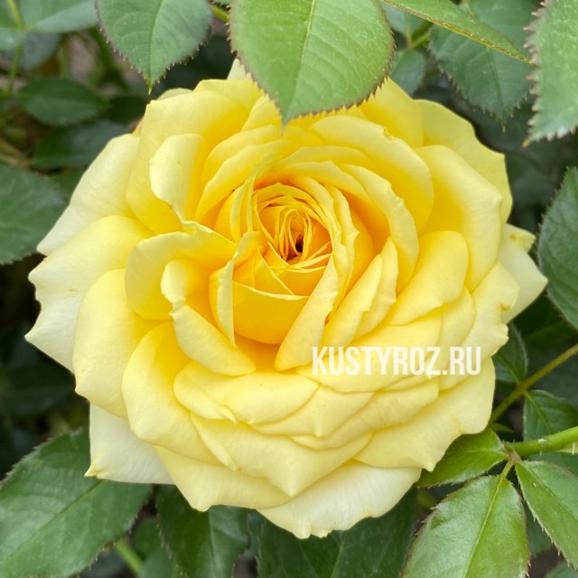 Санлайт Романтика в Воронеже