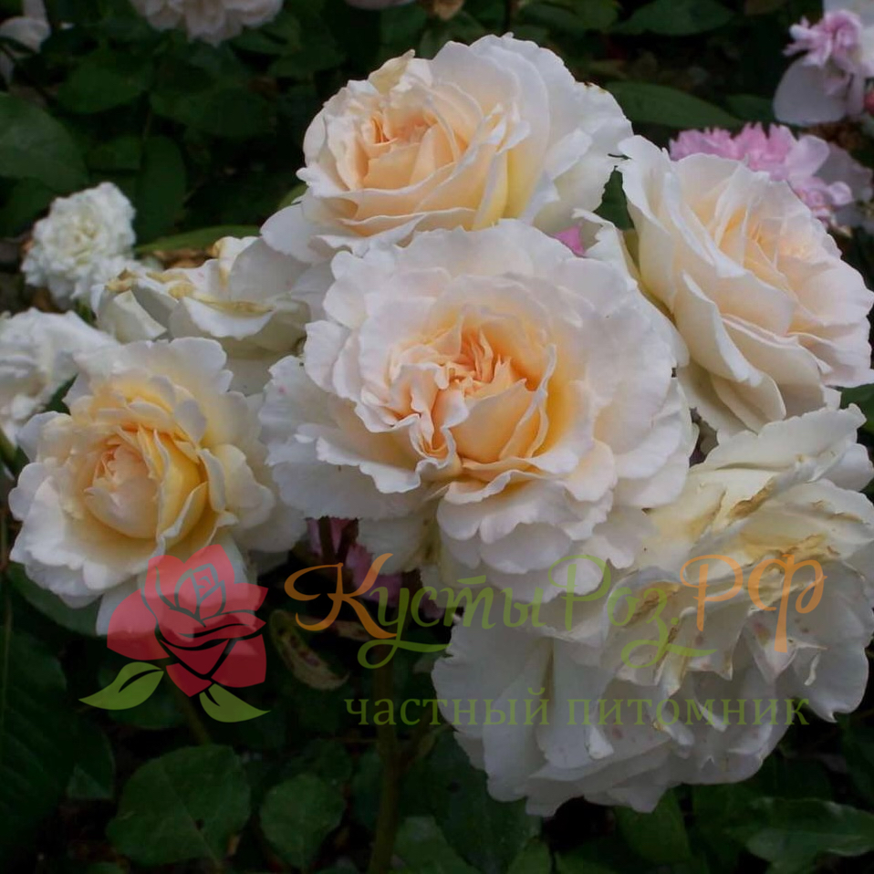 Пустыния (Poustinia) в Воронеже