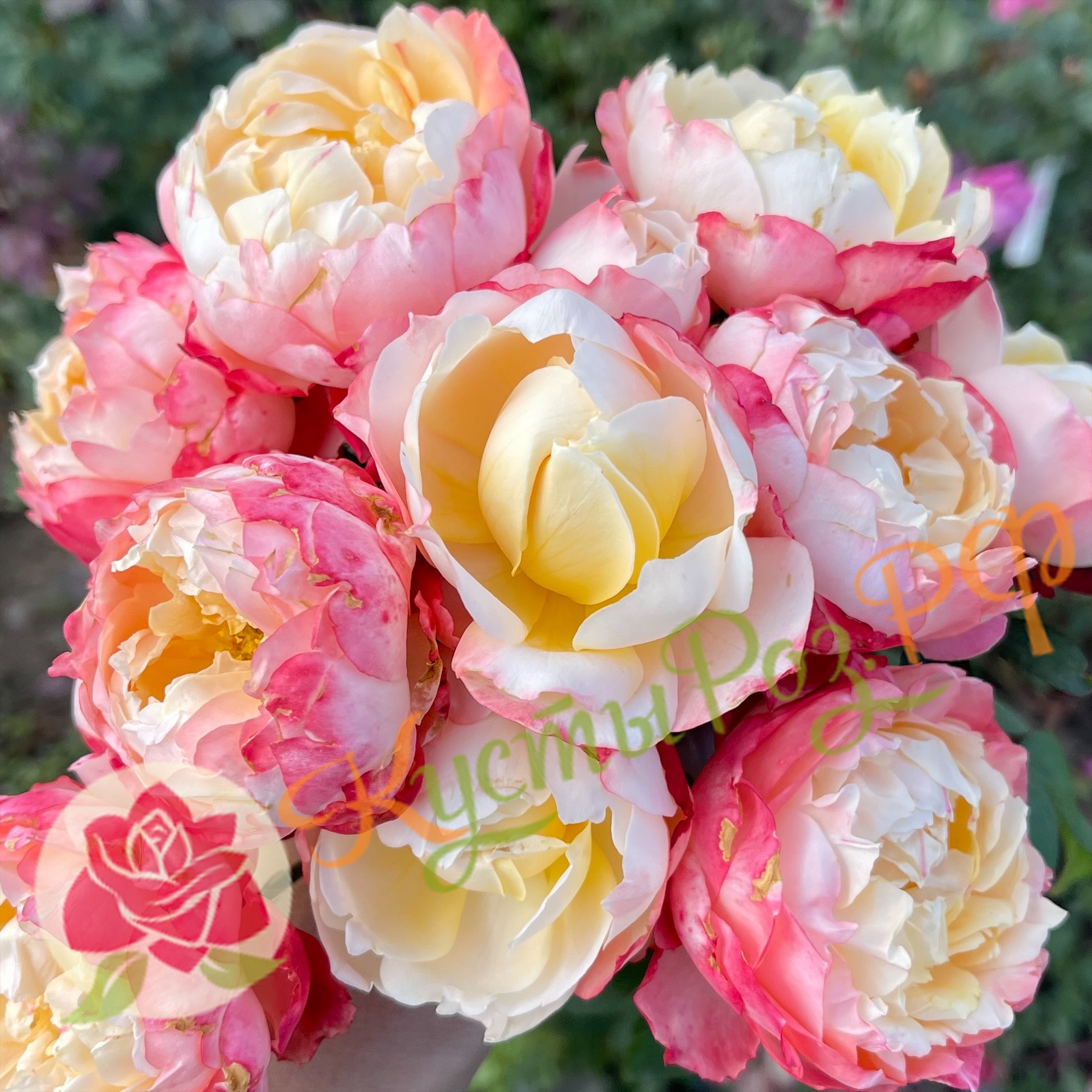 Принцесса Суки (Princess Suki’) в Воронеже