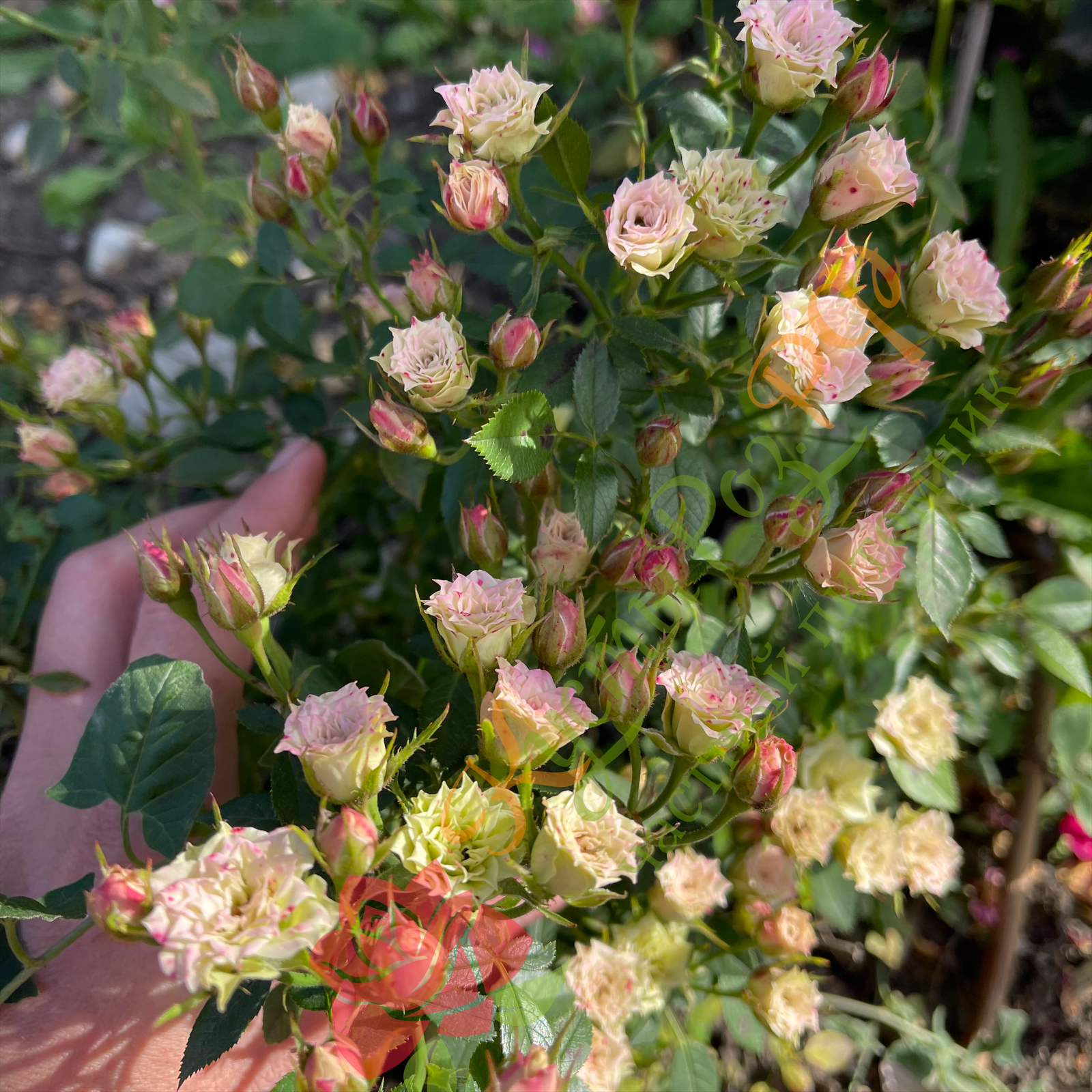 Грин Даймонд (Green Diamond) в Воронеже