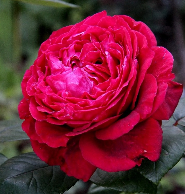 Ля Роз де Кватрэ Вен  ( Rose des 4 Vents) в Воронеже