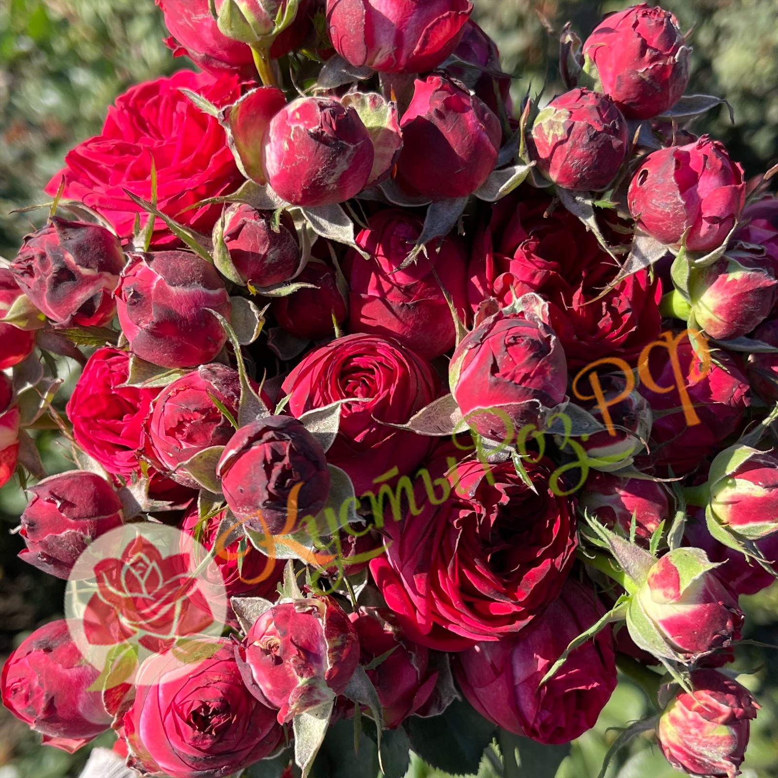 Роял Трандсеттер (Royal Trendsetter) в Воронеже