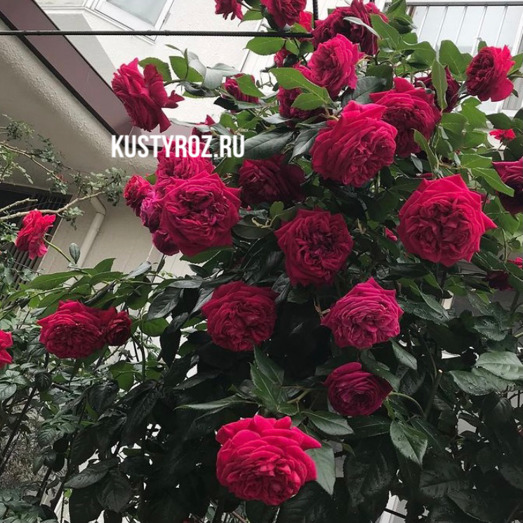 Републик дэ Монмарт в Воронеже