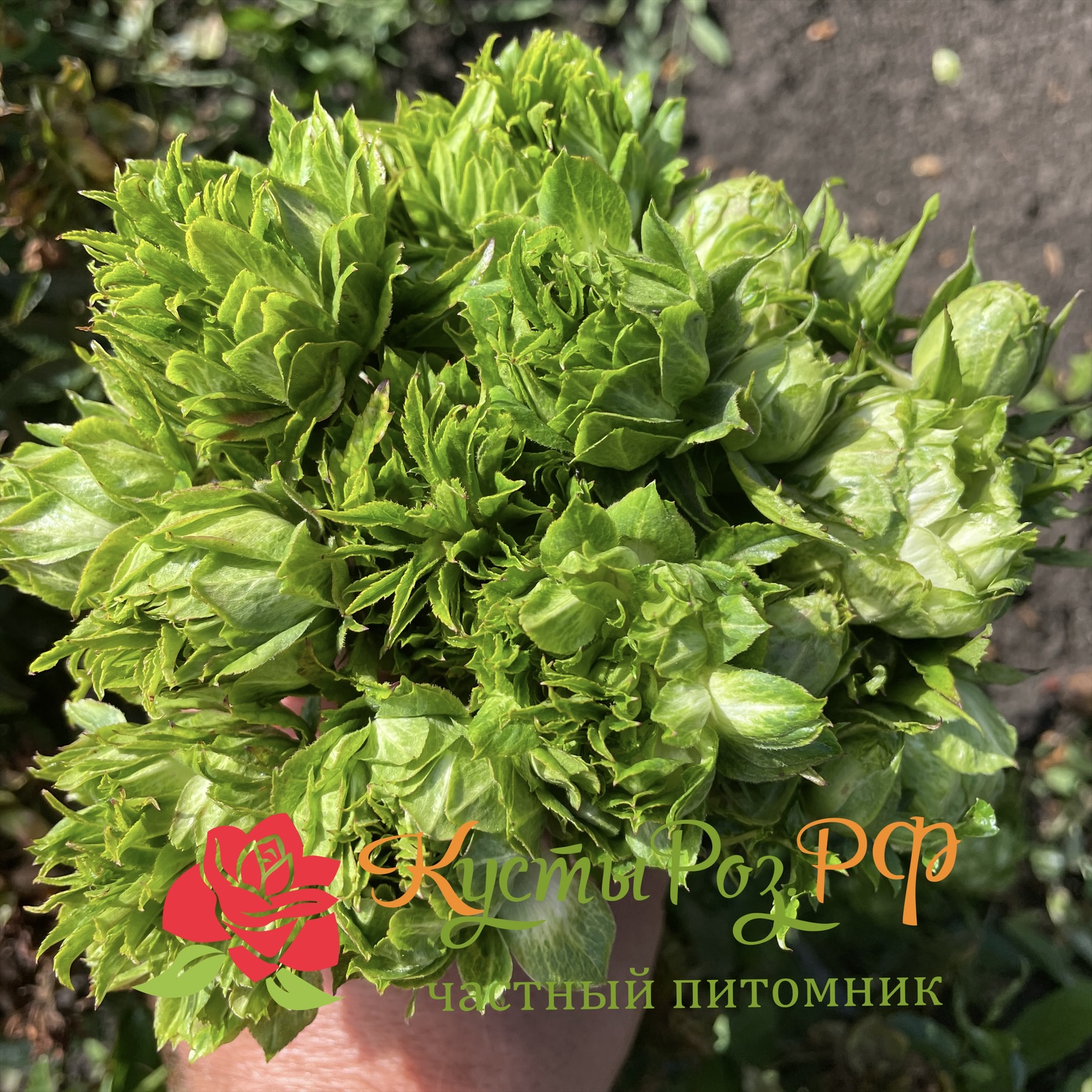 Мидори в Воронеже