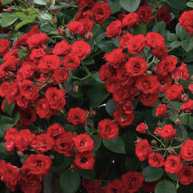 Скарлет Мейяндекор в Воронеже