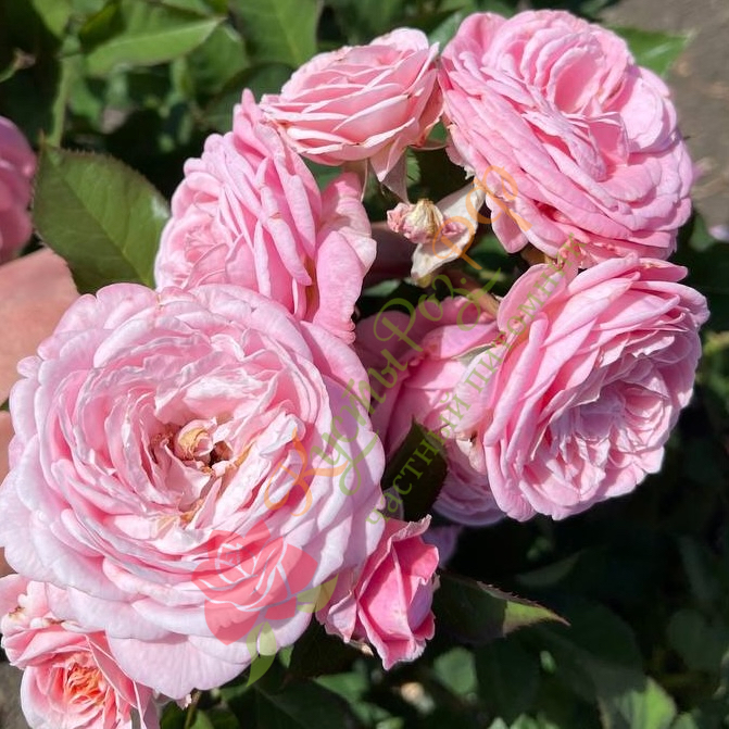 Розеграфин Мария Генриетта (Rosengräfin Marie Henriette) в Воронеже