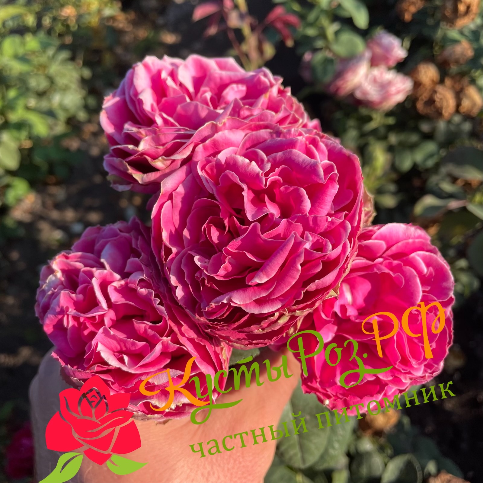 Хот Пинк Лейс (Hot Pink Lace) в Воронеже