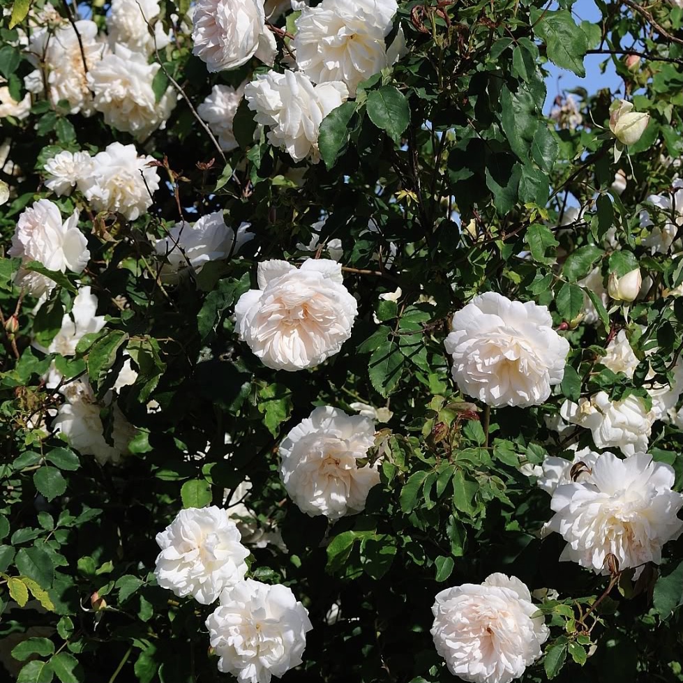 Мадам Альфред Карье в Воронеже