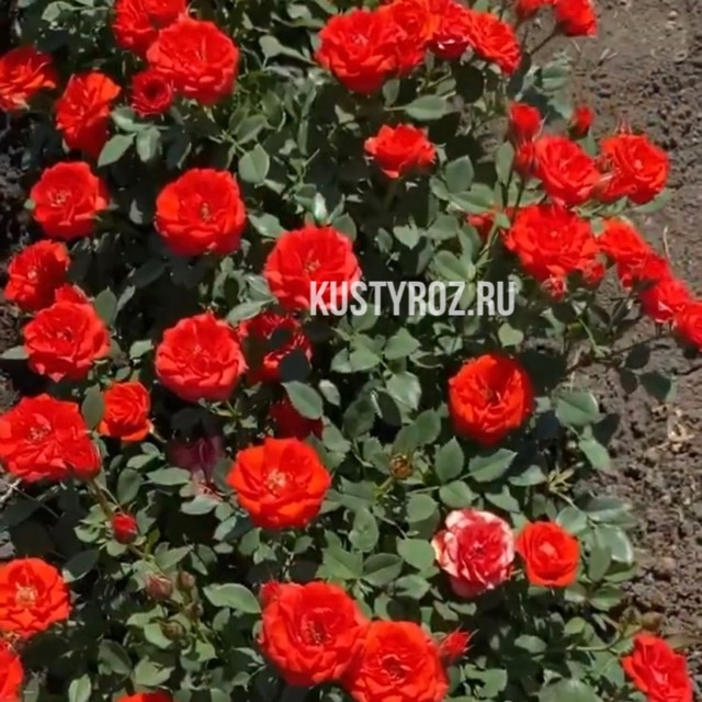 Оранж Джувел в Воронеже