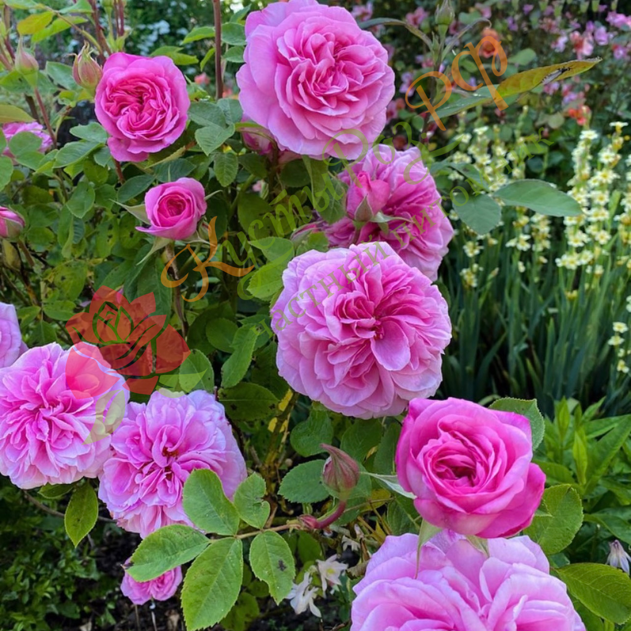 Гертруда Джекилл (Gertrude Jekyll) в Воронеже