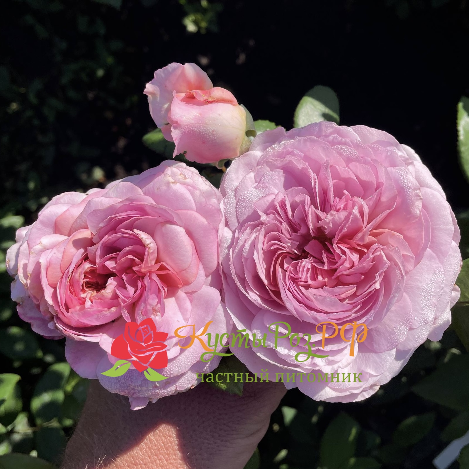 Зе Прайд (The Pride) в Воронеже