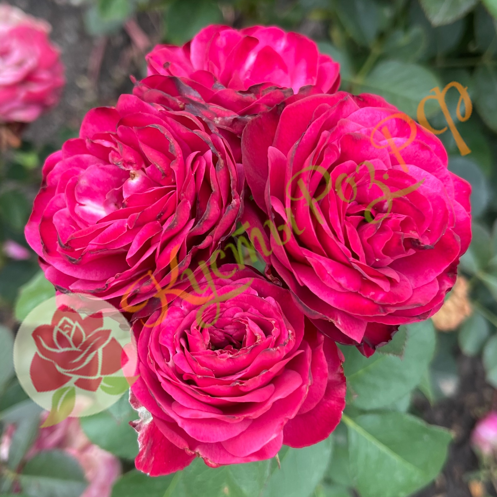 Пати Трендсеттер (Party Trendsetter) в Воронеже